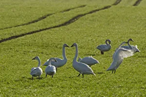 Whooper swans (Cygnus cygnus) on Winter wheat (Triticum) crop, Cambridgeshire, England