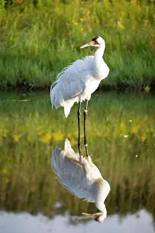 Gruidae Prints: Whooping crane (Grus americana) standing in shallow water with reflection