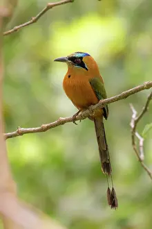 Colombia Prints: Whooping motmot (Momotus subrufescens) perched on branch