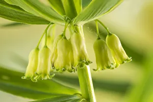 Asparagaceae Prints: Whorled solomons seal (Polygonatum verticillatum) England, UK, July