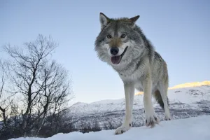 Wolves Prints: Wide angle close-up of a European grey wolf (Canis lupus) in landscape, captive, Norway