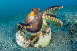Amphioctopus Marginatus Gallery: A wide angle macro view of a Veined octopus ( Amphioctopus marginatus) stretching
