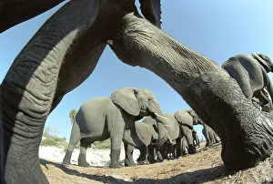 Legs Prints: Wide angle shot of Elephant herd taken with remote control camera during filming