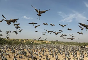 Gruidae Prints: Wide angle view of Demoiselle cranes (Anthropoides virgo) landing in chugga ghar