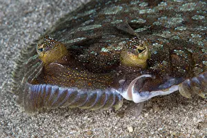 Flatfish Prints: Wide-eyed flounder (Bothus podas) head portrait, Tenerife, Canary Islands, Atlantic Ocean