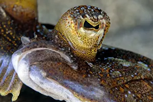 Flatfish Prints: Wide-eyed flounder (Bothus podas) mouth and eye detail