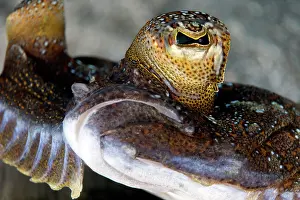 Flatfish Prints: Wide-eyed flounder (Bothus podas) mouth and eye detail