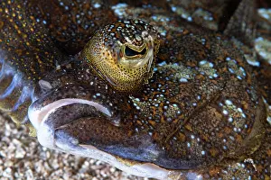 Flatfish Prints: Wide-eyed flounder (Bothus podas) mouth and eye detail