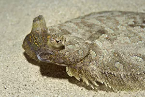 Wide-eyed flounder (Bothus podas) on seabed, Marine Reserve, Monaco, Mediterranean Sea