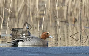 Images Dated 19th January 2021: Widgeon (Mareca penelope) pair amongst reeds. Tervatehdas, Finland. April