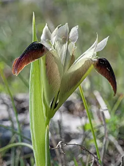 Iridaceae Prints: Widow iris (Iris tuberosa) in flower, Monte St Angelo, Gargano, Puglia, Italy. April