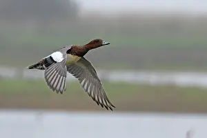Anatidae Prints: Wigeon (Anas penelope) drake in eclipse plumage, taking off, Norfolk, England, UK. October