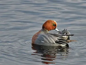 Somerset Prints: Wigeon (Anas penelope) drake preening on flooded marshland