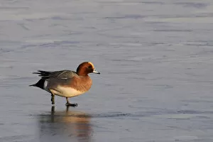 Images Dated 16th January 2012: Wigeon (Anas penelope) drake walking on frozen flooded marshland in winter sunshine