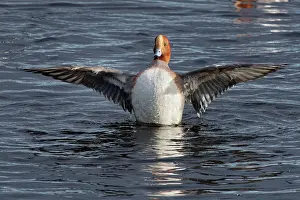 Somerset Prints: Wigeon (Anas penelope) drake on water
