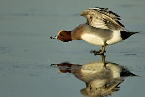 Images Dated 16th January 2012: Wigeon (Anas Penelope) on estuary mud stretching wings, Caerlaverock WWT, Scotland