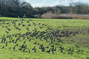 Taking Off Prints: Wigeon (Anas penelope) flock taking flight after grazing grass on pastureland bordering the River Severn