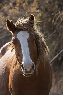 Kazakhstan Prints: Wild Adaev stallion, potrait, Khrebet Zailiyskiy Alatau, Kazakhstan