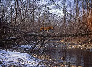 Wild Amur leopard (Panthera pardus orientalis) crossing a fallen tree over a river