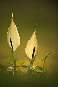 Araceae Gallery: Wild arum / Cuckoo Pint (Arum maculatum) backlit in late eveing sunlight, Collard Hill