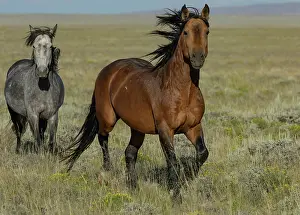 Feral Mammal Prints: Wild Bay stallion leading his grey mare across grassland, Lost Creek, Wyoming, USA. July