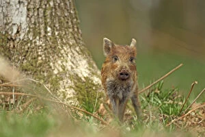 Images Dated 16th April 2012: Wild boar piglet (Sus scrofa), Forest of Dean, Gloucestershire, England, UK, April