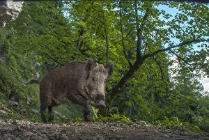 Pigs Gallery: Wild boar (Sus scrofa) camera trap image in the Jura mountains, Switzerland, September