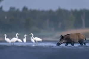 December 2021 Highlights Gallery: Wild boar (Sus scrofa) crossing drying pond with Great white egret (Ardea alba
