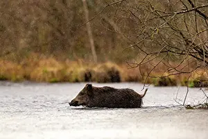 France Prints: Wild boar (Sus scrofa) crossing a river, Alsace, France. December
