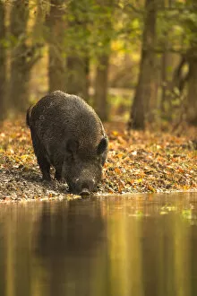 Pigs Gallery: Wild Boar (Sus scrofa) drinking from woodland pool. Holland, Europe, November