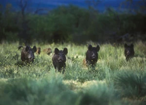 Pigs Gallery: Wild boar (Sus scrofa) eyes glowing at dusk, introduced species in La Pampa, Argentina