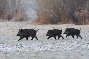 Wild Boar (Sus scrofa) family walking across frosty field. Vosges, France, January
