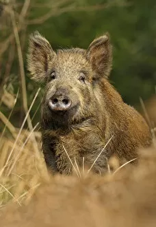 Images Dated 28th March 2011: Wild boar (Sus scrofa) female, Forest of Dean, Gloucestershire, UK, March