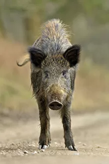 Images Dated 28th March 2011: Wild boar (Sus scrofa) female on forest track, Forest of Dean, Gloucestershire, UK, March