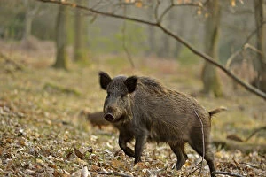 Pigs Gallery: Wild boar (Sus scrofa) female moving through forest, defensive of piglets, Forest of Dean