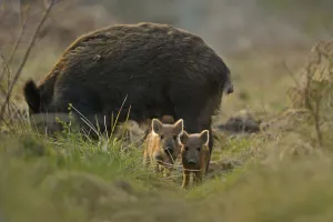 Images Dated 28th March 2011: Wild boar (Sus scrofa) female and piglets in forest, Forest of Dean, Gloucestershire