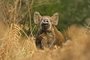 Prints of Wild Boar (Sus scrofa) female smelling air for scent of human, Forest of Dean, Gloucestershire, UK, March 2020VISION Prints: Wild Boar (Sus scrofa) female smelling air for scent of human