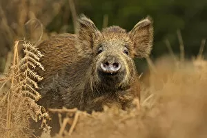 Images Dated 28th March 2011: Wild boar (Sus scrofa) female in woodland undergrowth, Forest of Dean, Gloucestershire, UK, March
