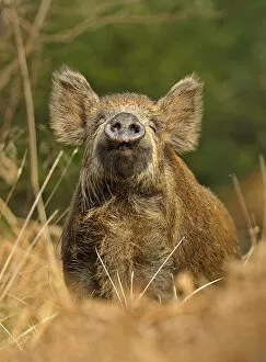 Images Dated 28th March 2011: Wild boar (Sus scrofa) female in woodland undergrowth sniffling air for scent of human