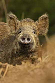 Images Dated 28th March 2011: Wild boar (Sus scrofa) female in woodland undergrowth, Forest of Dean, Gloucestershire