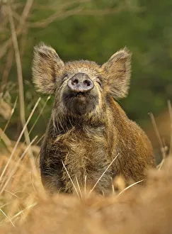 Wild boar (Sus scrofa) female in woodland undergrowth sniffling air for scent of human