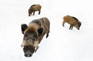 Three Wild Boar (Sus scrofa) foraging in snow. The Netherlands, January