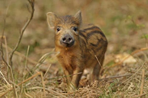 Images Dated 28th March 2011: Wild boar (Sus scrofa) inquisitive piglet, Forest of Dean, Gloucestershire, UK, March