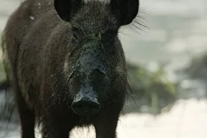 Wild boar (Sus scrofa) in light morning mist feeding on swamp plants during low water