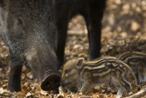 Pigs Gallery: Wild boar (Sus scrofa) mother watching over tiny piglets, the Netherlands, April