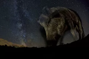 Pigs Gallery: Wild boar (Sus scrofa) at night with the milky way in the background, Gyulaj, Tolna, Hungary