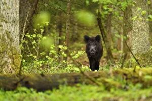 Ancient Woodland Gallery: Wild boar (Sus scrofa) in old mixed conifer and broadleaf forest, Punia Forest Reserve