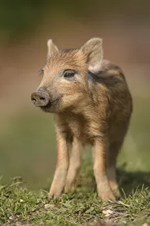 Wild boar (Sus scrofa) piglet. Forest of Dean, Gloucestershire, England, UK. March