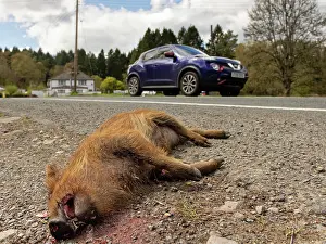 Automobile Prints: Wild boar (Sus scrofa) piglet killed by road traffic collision