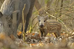 Wild boar (Sus scrofa) piglet and mother in forest, Forest of Dean, Gloucestershire